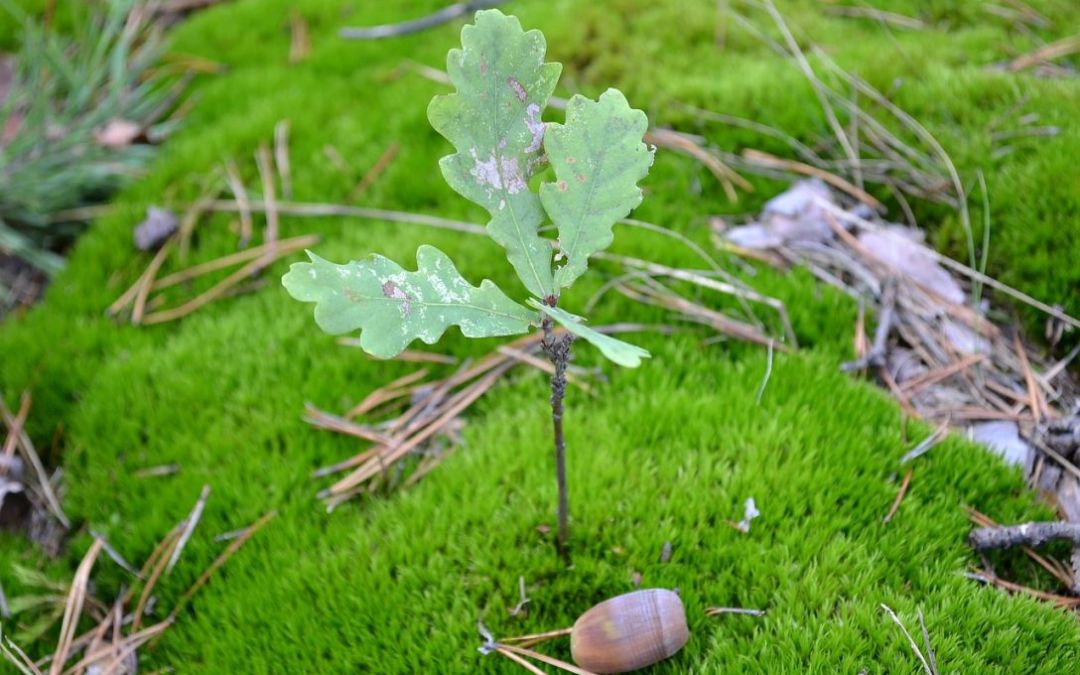 acorn next to oak seedling showing growth